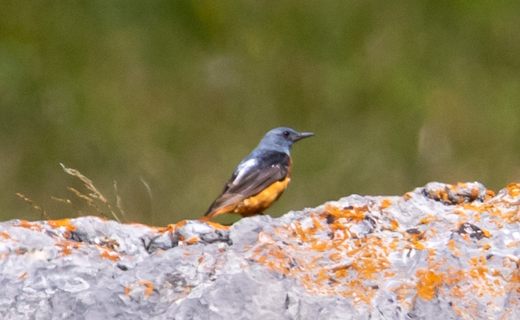 Miniature